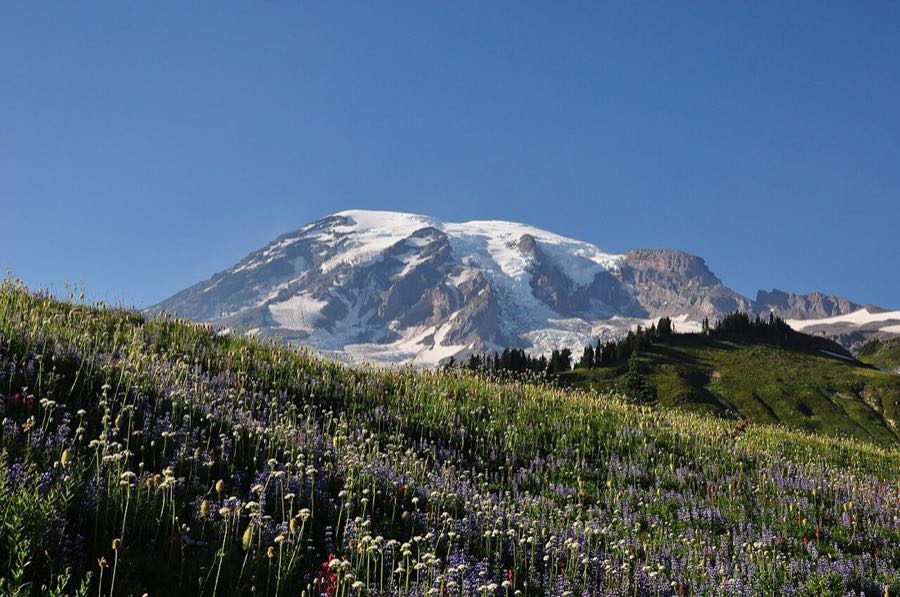 Mount Rainier above the Paradise meadows