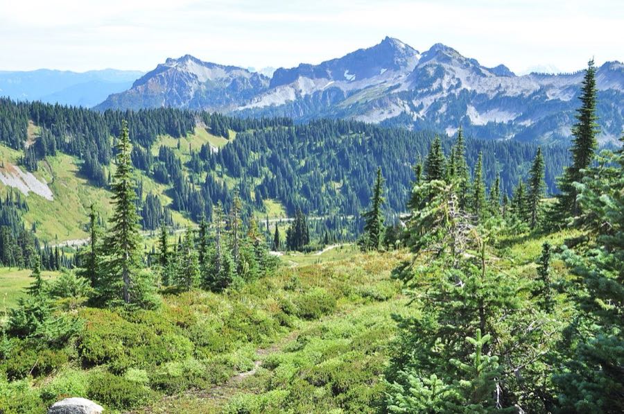 Subalpine meadows on the Skyline Trail